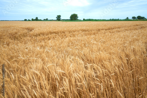 a field of ripe yellow wheat against a blue sky