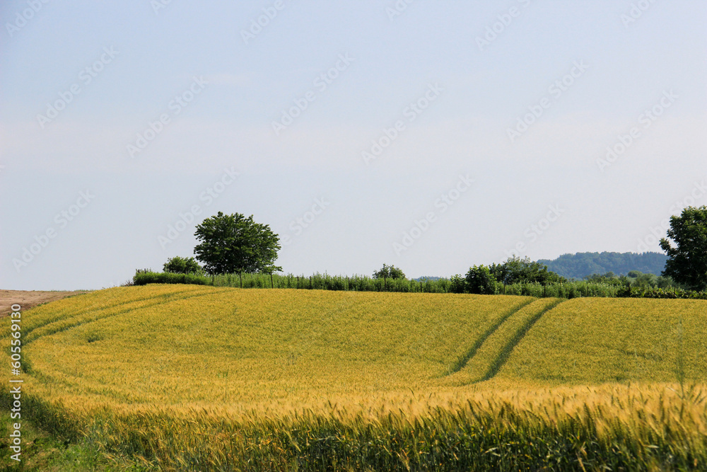 丘に広がる黄金色の麦畑
