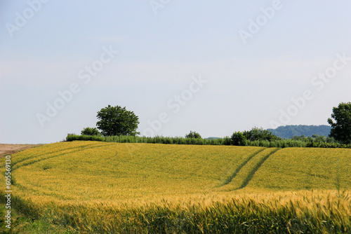 丘に広がる黄金色の麦畑  © まり子 佐藤