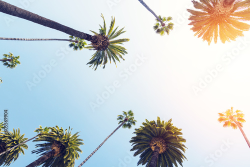 A perfect summer day and tall palms