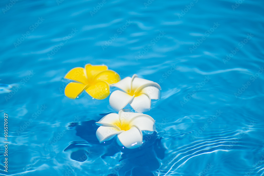 水に浮かぶプルメリアの花 水に浮かぶプルメリアの花