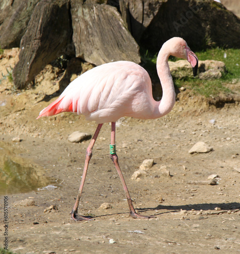 pink flamingo (Phoenicopteridae) wading bird
