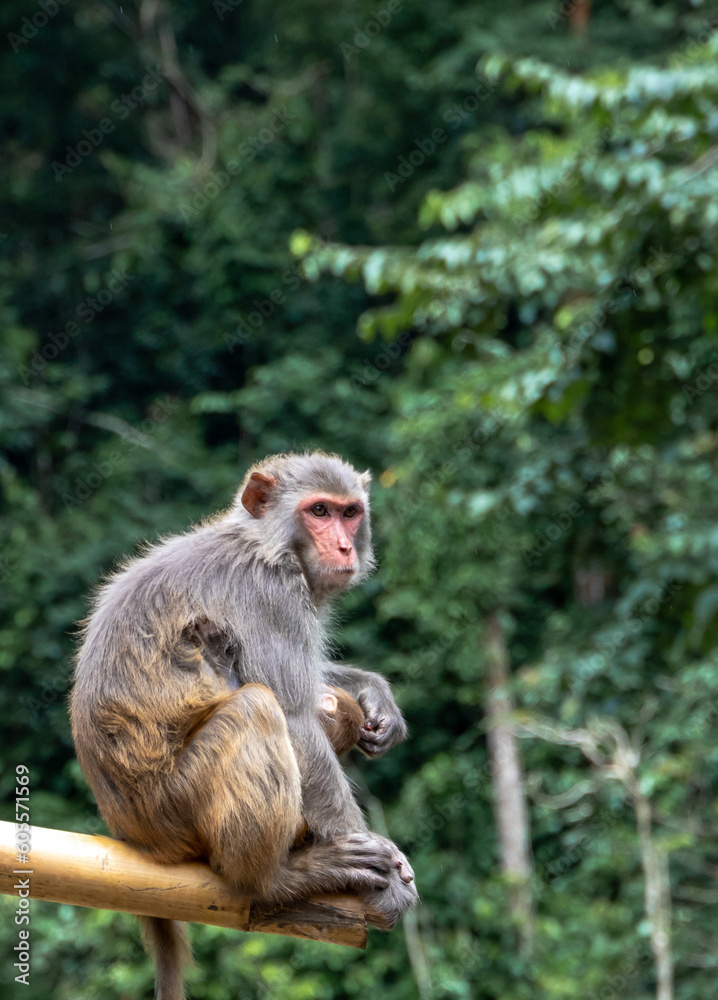 monkey monkey