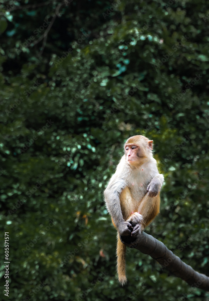 Fototapeta premium monkey