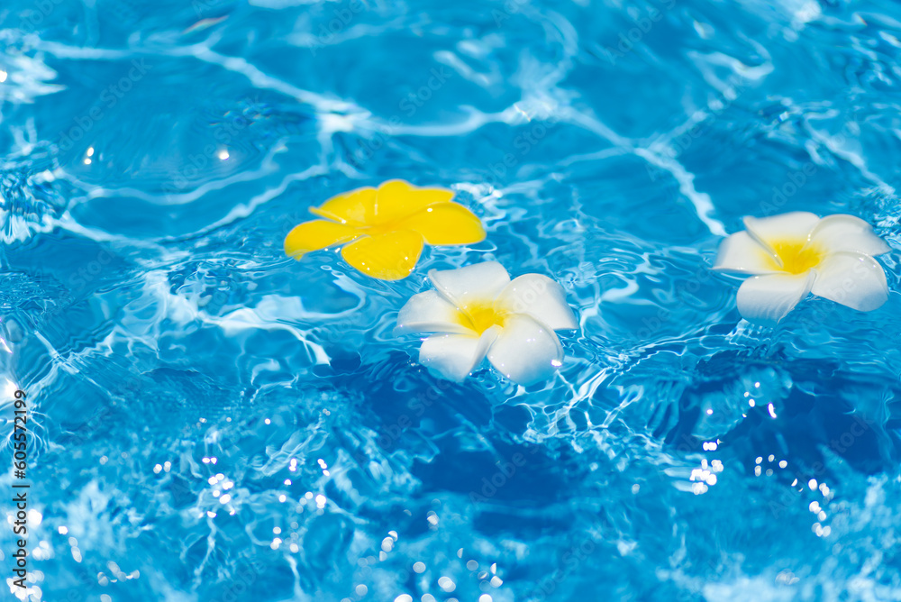 水に浮かぶプルメリアの花