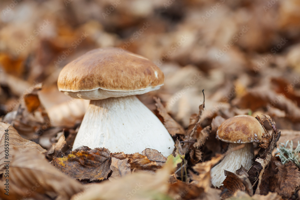 Beautiful young cep mushrooms in leaves in the forest, close up. Edible porcini mushroom in autumn forest on sunlight Beautiful young cep mushrooms in leaves in the forest, close up. Edible porcini mushroom in autumn forest on sunlight