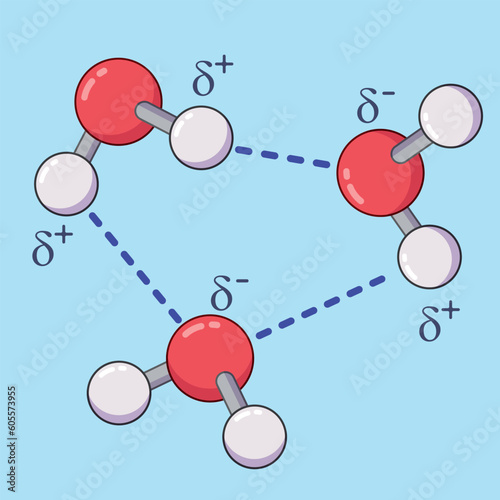 Cartoon water molecules with hydrogen bonds