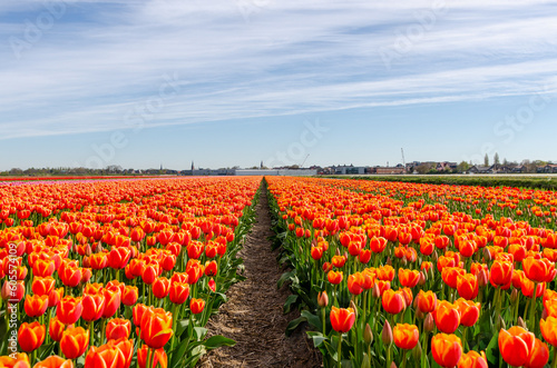 A bunch of orange tulips in Holland. Huge field full of beautiful flowers in bloom