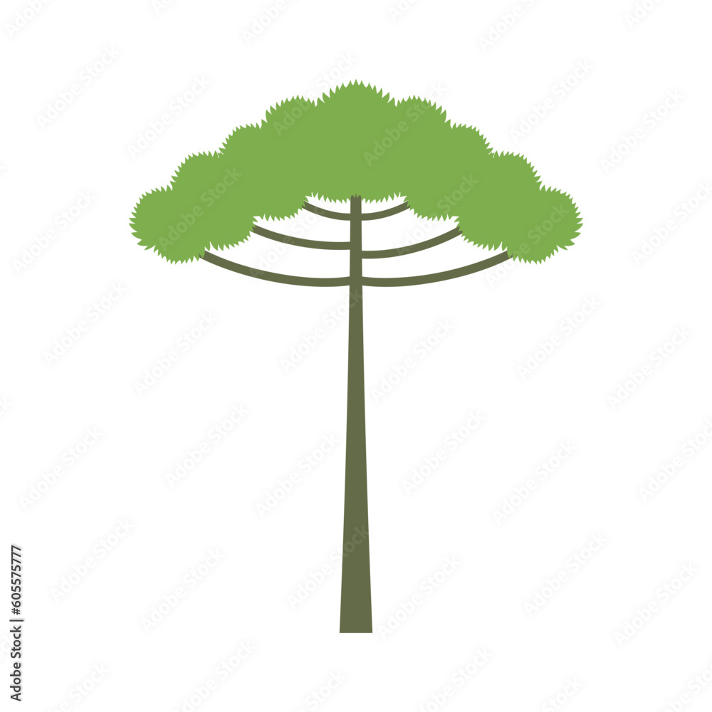 Φωτογραφία Araucaria tree isolated on white background
