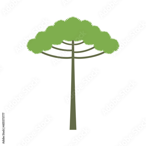 Araucaria tree isolated on white background. araucaria design vector flat illustration