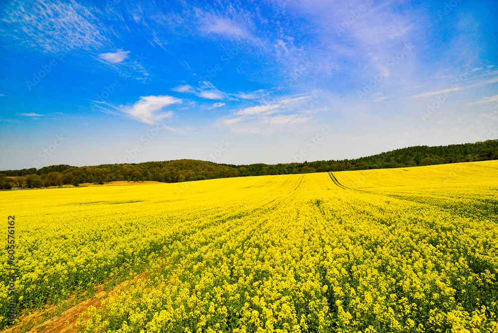 Obraz premium 北海道安平町の菜の花畑2