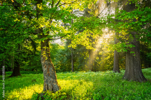 Summer sunset light in the ...