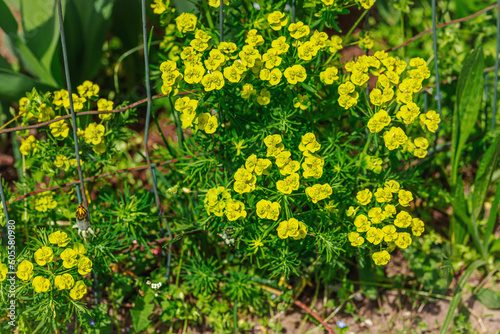 Blooming Euphorbia nicaeensis grow in the garden. Spring gardening, outdoor concept background, floral style photo