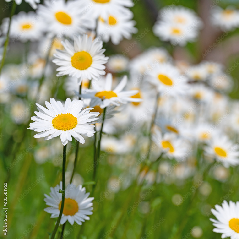 Fototapeta premium Blühende Margeriten, Leucanthemum, im Frühling