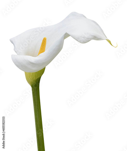 White flowers Calla lily isolated on transparent background
