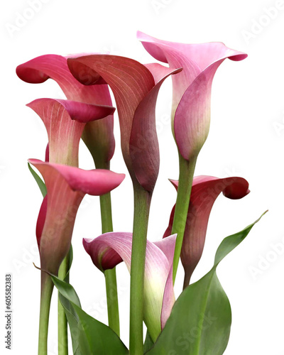 Red and pink calla lilies isolated on transparent background photo