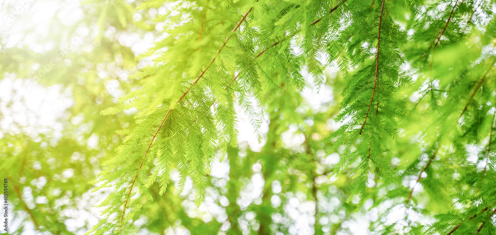 new spring green metasequoia leaves background new spring green metasequoia leaves background