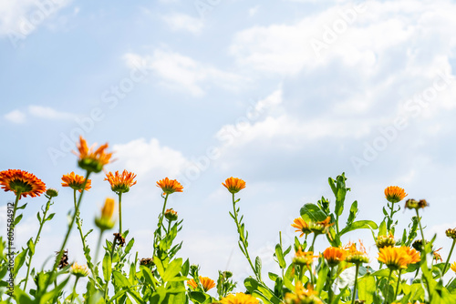 Fototapeta Naklejka Na Ścianę i Meble -  Blooming chrysanthemums under blue sky and white clouds