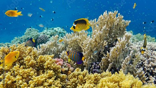 Fototapeta Naklejka Na Ścianę i Meble -  underwater world of the Red Sea 