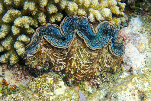 Detail of the mantle of a giant clam, Tridacna, 
