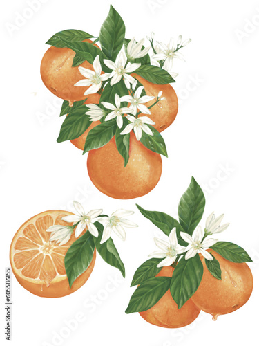 Hand-drawn isolated of  half and full oranges with orange flowers and leaves.