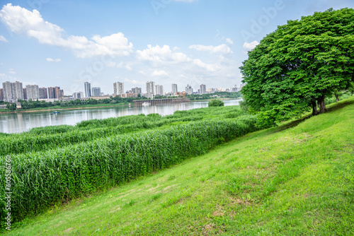 Ecological Landscape of Urban Green Space in Xiangjiang Scenic Belt, Zhuzhou, China