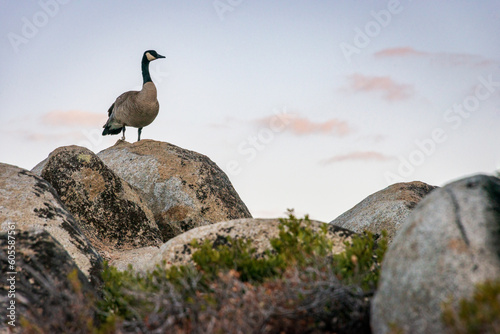 Canada goose on a Boulder at Lake Tahoe