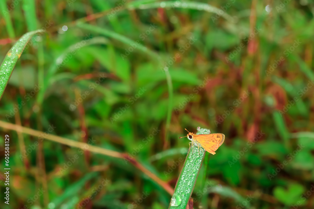 butterfly on the grass. small butterfly with beautiful wings. Close-up of insect perched on plant. macro animal photography.
butterfly on the grass. small butterfly with beautiful wings. Close-up of insect perched on plant. macro animal photography.