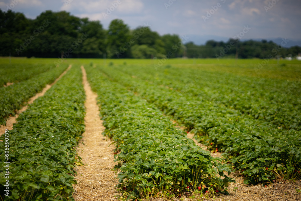 Rows of strawberries on field against blue cloudy sky and forest. Aisles are covered with straw