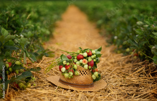 Bunch of ripe and unripe strawberries on straw hat in aisle between rows of strawberry bushes