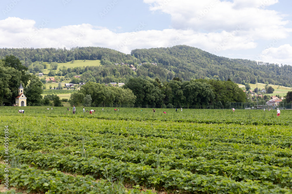 Workers harvest strawberry in field with rows of strawberry bushes against of forest and hills