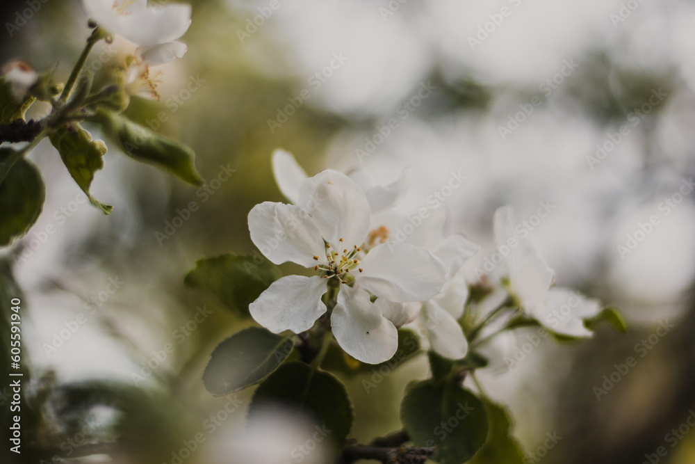 beautiful flowers on a branch of an apple tree against the background of a blurred garden beautiful flowers on a branch of an apple tree against the background of a blurred garden