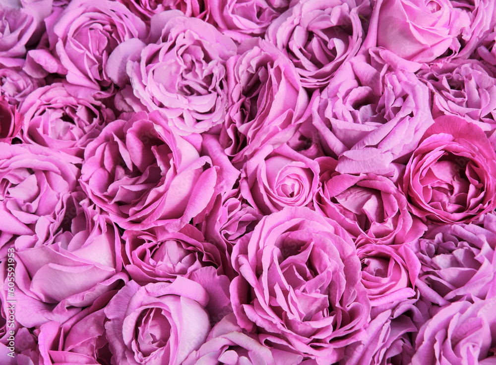 Natural background of rose petals Natural background of rose petals