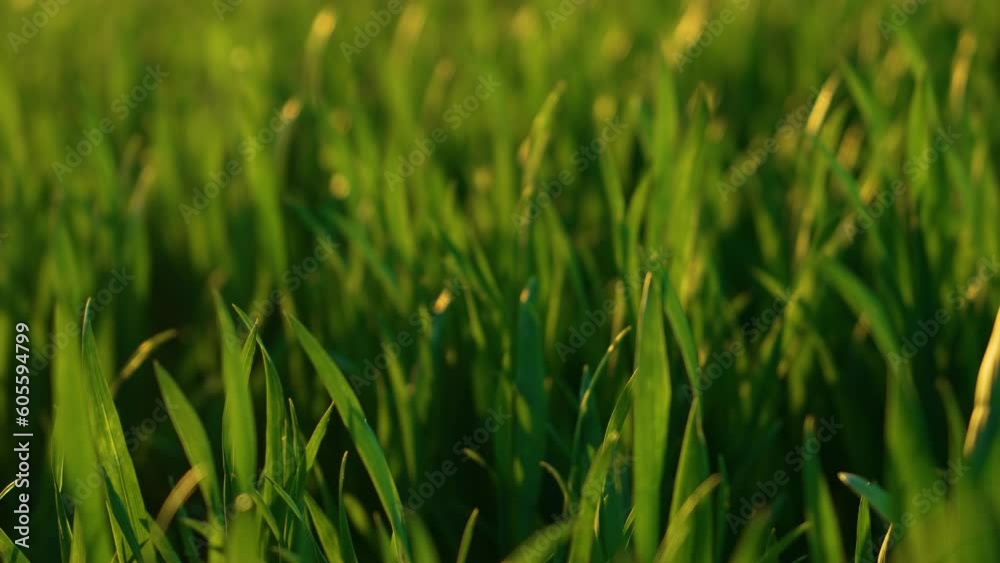 Close up Field of growing green wheat at sunset. Environmentally friendly wheat. Work in agronomic farm for making business and production organic eco bio food Close up Field of growing green wheat at sunset. Environmentally friendly wheat. Work in agronomic farm for making business and production organic eco bio food