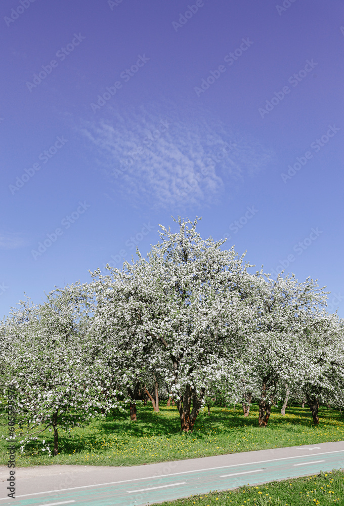 big lush flowering apple tree with bright blue sky