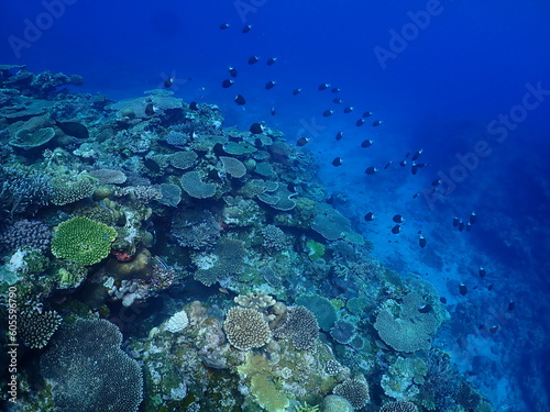 Various Corals and Tropical fish in Zamami, Okinawa © Keiko