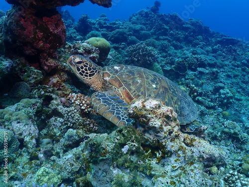 Coral reef and Green turtle in Zamami