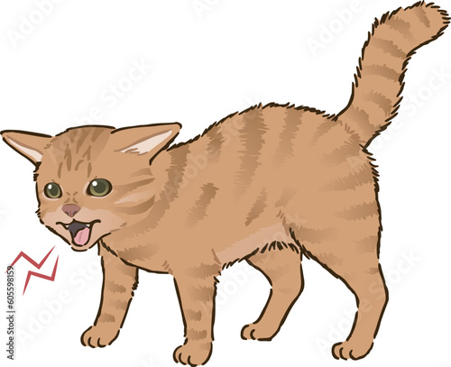 怒る猫（茶トラ、短毛）