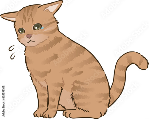 悲しむ猫（茶トラ、短毛）