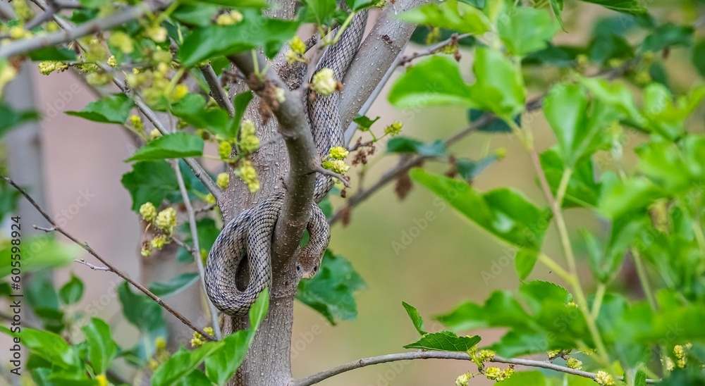 The black whip snake (Dolichophis jugularis) lives in its natural habitats in Greece, Jordan, Kuwait, Turkey and Malta.The photo shows a young individual who has not yet acquired the black color.