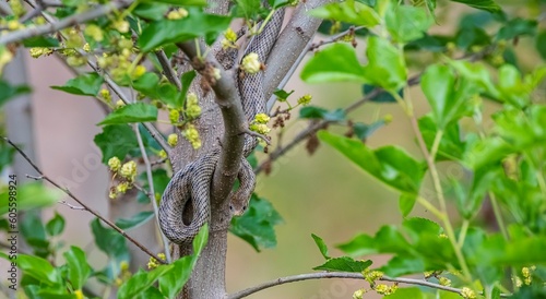 The black whip snake (Dolichophis jugularis) lives in its natural habitats in Greece, Jordan, Kuwait, Turkey and Malta.The photo shows a young individual who has not yet acquired the black color.