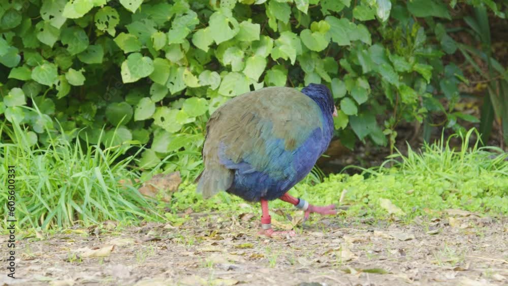 A rare Takahe walking around on a dirt path A rare Takahe walking around on a dirt path