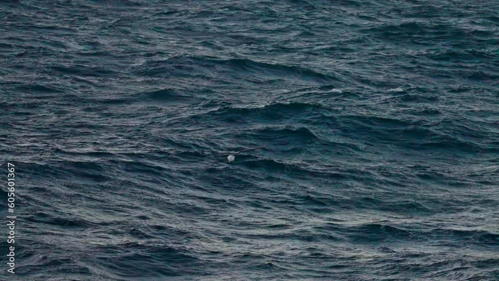 Antarctica Wildlife Seabird Flying Over Wavy Ocean at Sunset, Slow Motion Antarctica Wildlife Seabird Flying Over Wavy Ocean at Sunset, Slow Motion