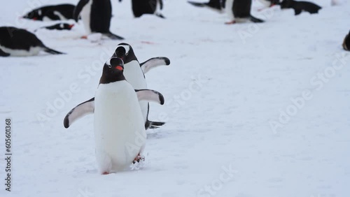 Young gentoo penguins waddle and walk kicking up snow in Antarctica, closeup tracking