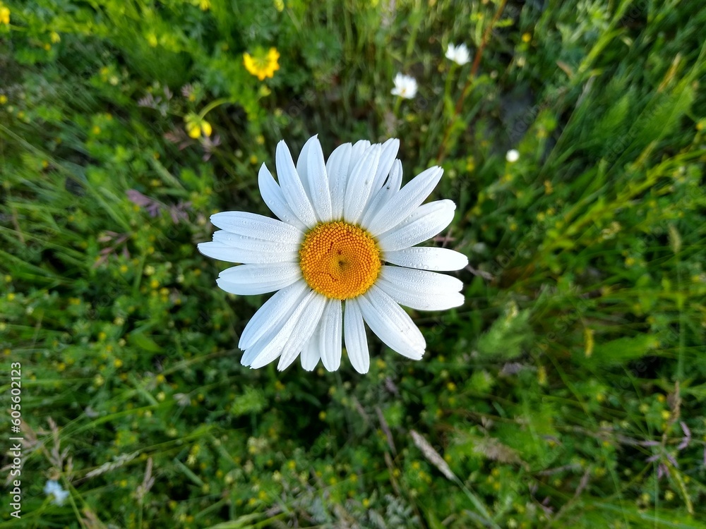 Fototapeta premium Oxeye daisy, Leucanthemum vulgare, close-up top view 