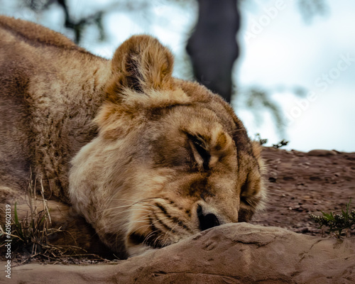 Photography Lion
