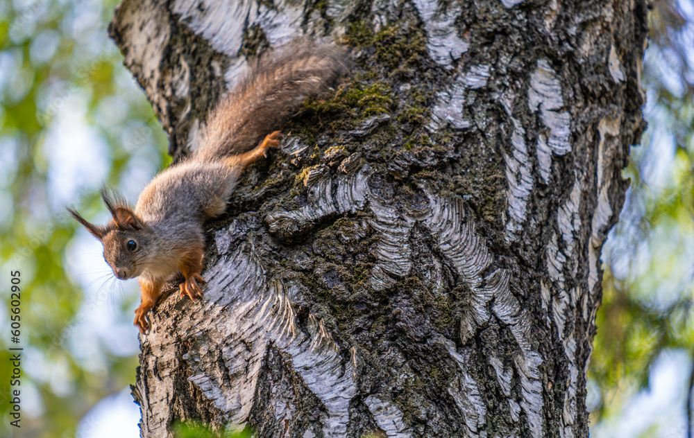 Obraz premium A squirrel is sitting on the trunk of a birch tree in the forest.