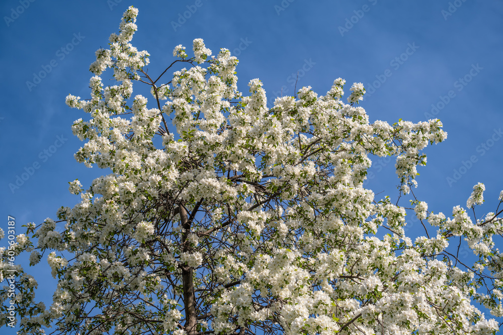 A blooming apple tree in the park on a spring day. A blooming apple tree in the park on a spring day.