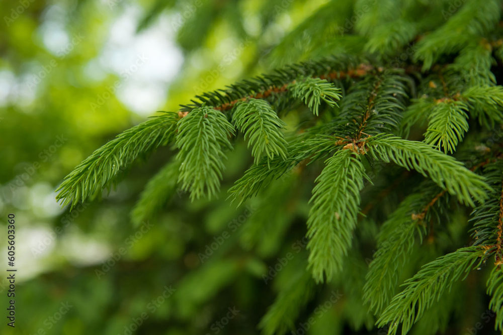 Green sprouts of a young spruce. Selective focus. Green sprouts of a young spruce. Selective focus.