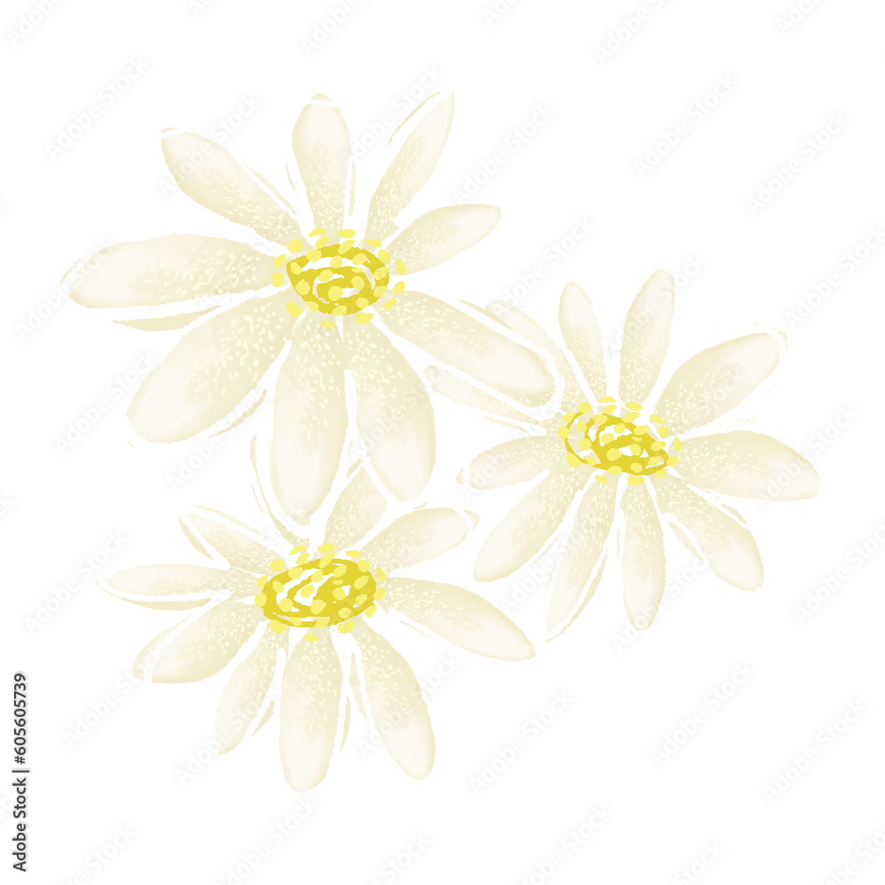 White daisy flower. PNG illustration